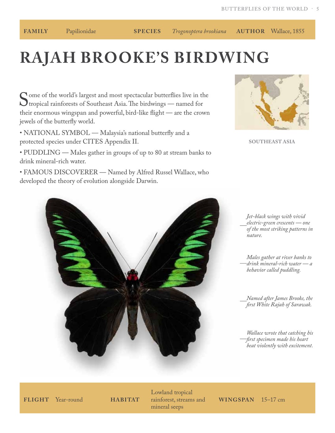 Interior page — Rajah Brooke's Birdwing species plate with callouts
